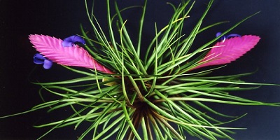 Paisajismo con plantas ornamentales raras: creación de Tillandsia