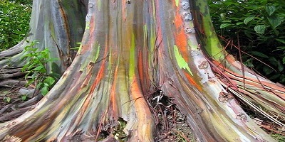 Árbol del arco iris utilizado en paisajismo