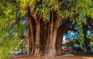 Monumento Viviente: Descubre el árbol más ancho del planeta