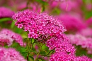 Especies de plantas perennes que florecen en invierno