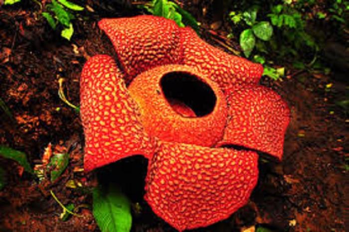 rafflesia