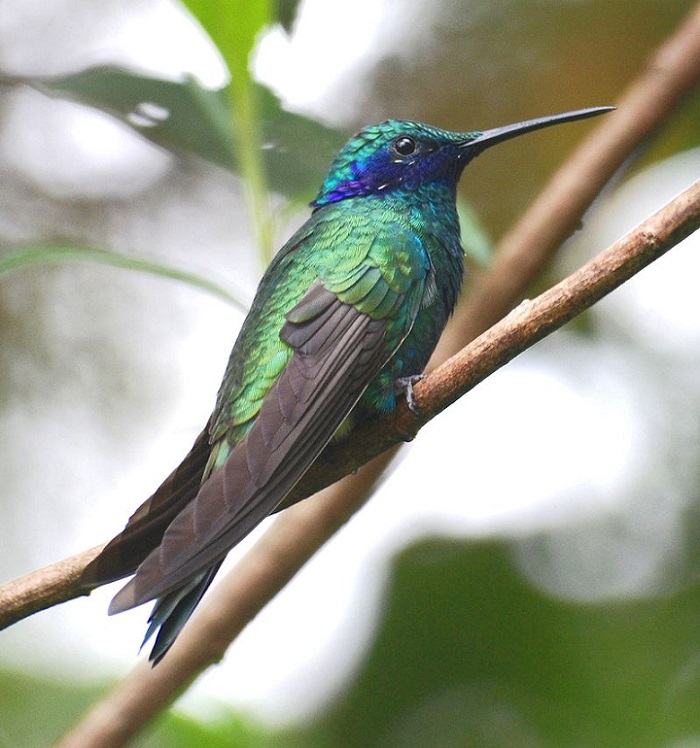 Plantas que atraen colibrís para su jardín! | Pasajismo y Jardin