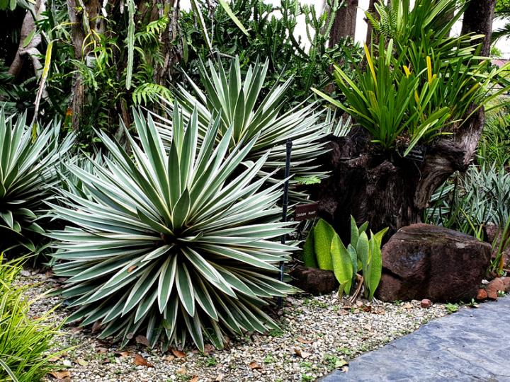 Plantas xerófitas
