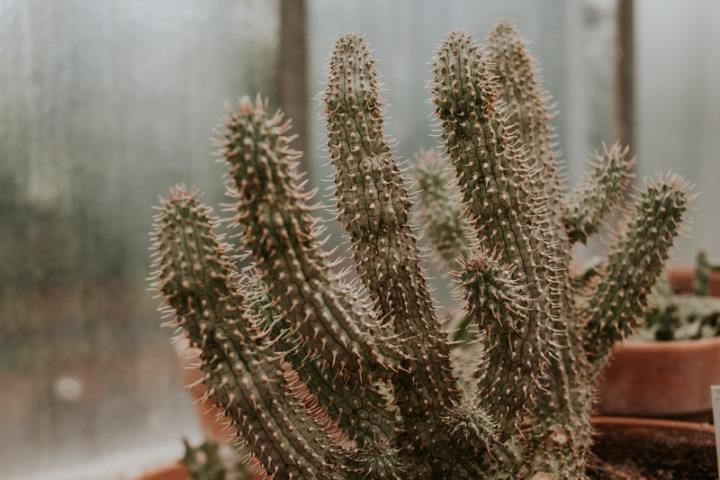 Cactus