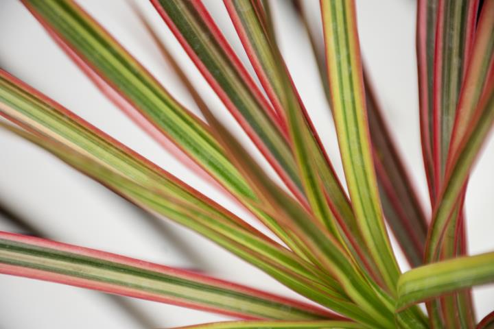 Dracena