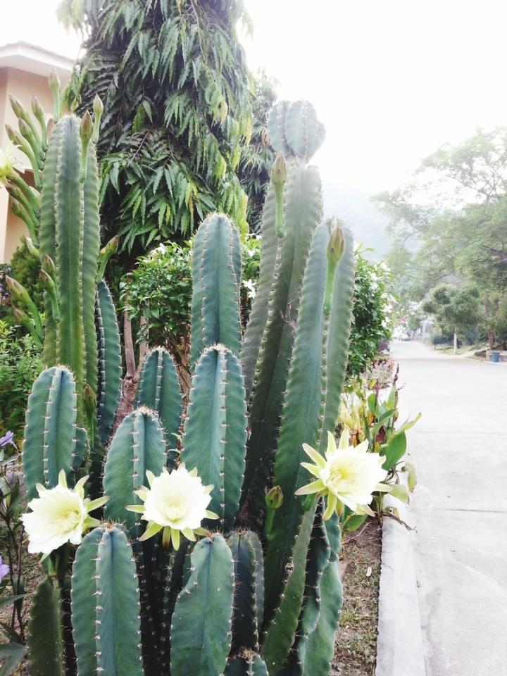 Mandacaru