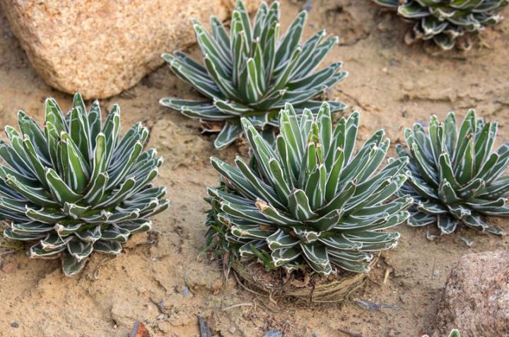 Agave