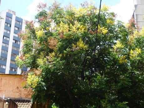 El árbol que tiene flores de dos colores | Pasajismo y Jardin